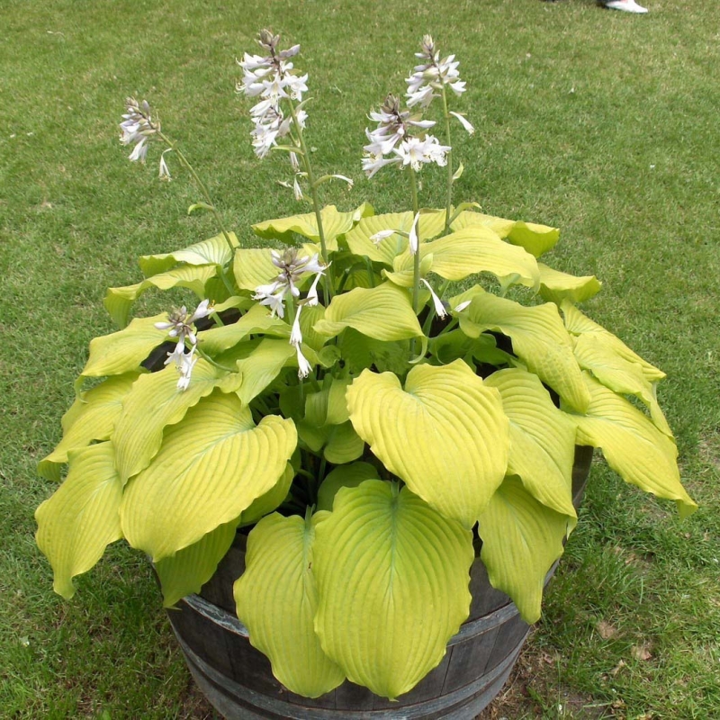 Hosta 'Piedmont Gold'